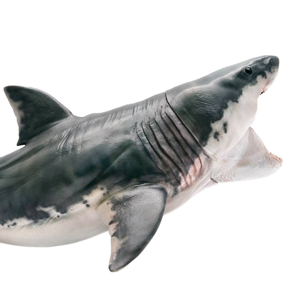 Shark simulation model 